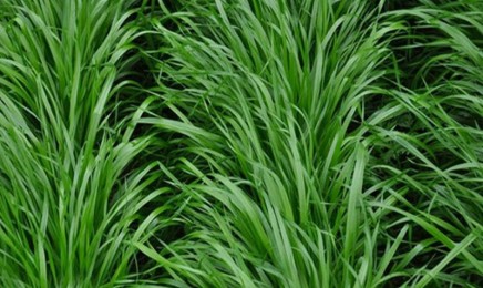 多年生黑麦草牧草种子价格_图片_播种方法-产地