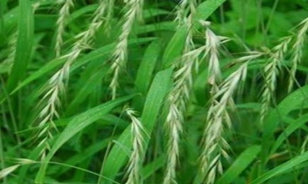 披碱草种子价格_图片_播种方法-产地