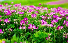 紫云英包衣种子