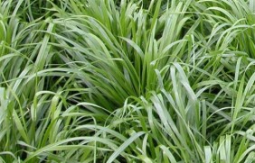 多年生黑麦草种子