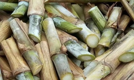 皇竹草种子多少钱一斤产地