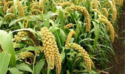 小米种子适合什么时候下种?价格