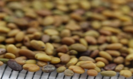 草木樨种子多少钱一斤