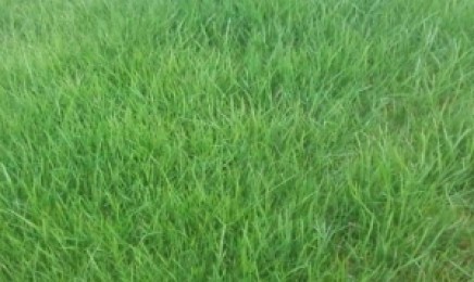 护坡高羊茅种植后生长高度是多少-价格
