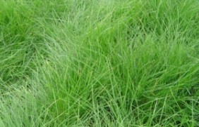 紫羊茅种子