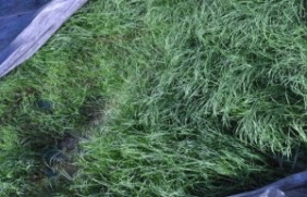 百喜草种子