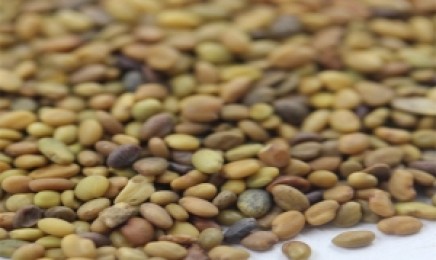 草木樨种子价格_图片_播种方法