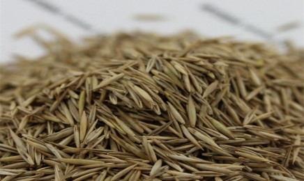 紫羊茅草坪种子价格_图片_播种方法-产地