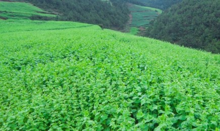 苦荞麦适合种植地-图片
