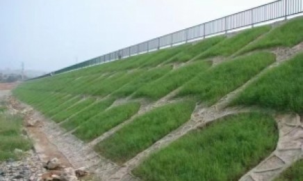 南方荒山能种什么牧草