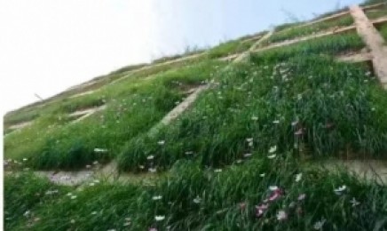 南方荒山能种植什么草