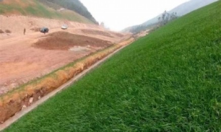 南方荒山什么草更易成活?