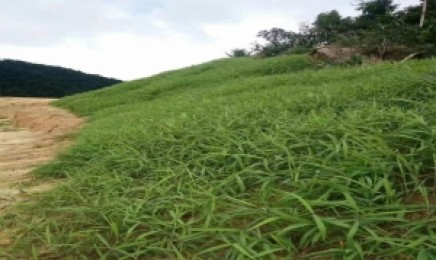 四川荒山绿化用什么草