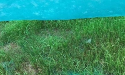 山东的荒山上能种直立灌木吗