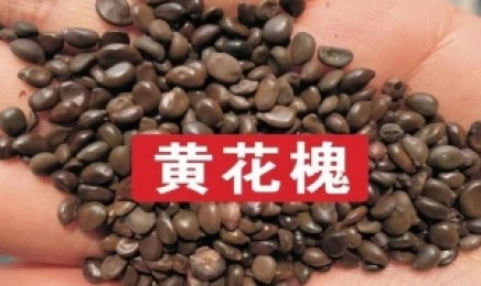 山东的荒山种什么植物更易成活
