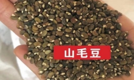 山东荒山复绿适合种哪种植物
