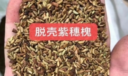 云南荒山绿化适合种什么树?