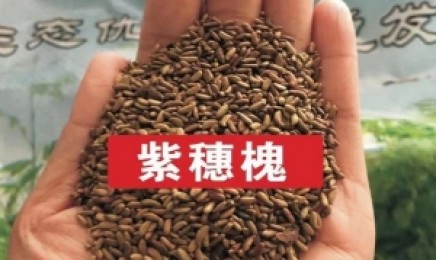 什么树种植在云南荒山比较美观?
