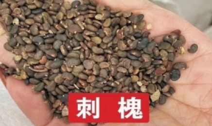 云南荒山适合种植什么树?