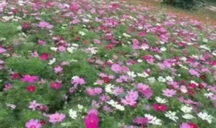 种植哪类草可以让云南荒山绿化更美观?