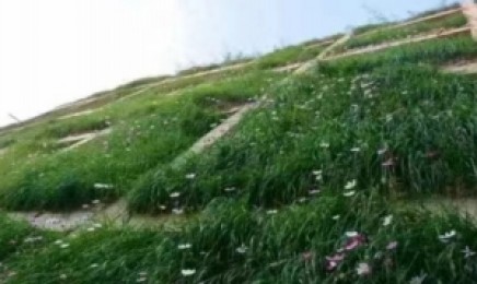 种哪种植物可以让广东的荒山比较美观