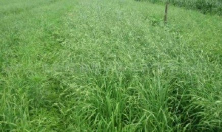 哪些作物种植在云南荒山的经济价值高?