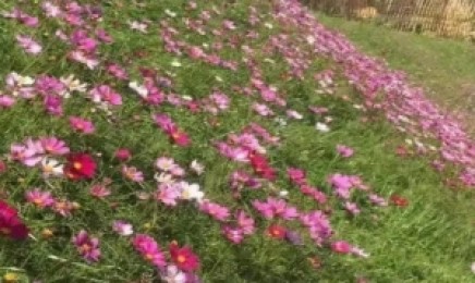 这类草可以在云南荒山种植吗?