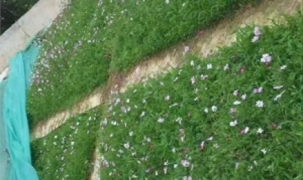 四川荒山复绿用哪种草比较合适