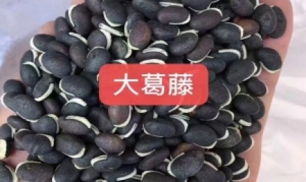 贵州荒山上能种植这类藤属植物吗?