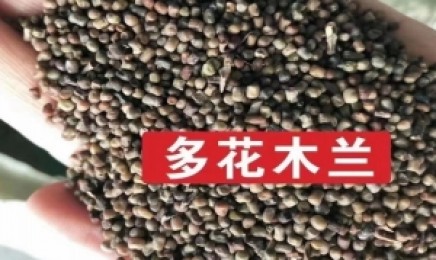 贵州荒山种植什么灌木会更加漂亮?