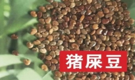 这种植物种植在贵州荒山经济价值高吗?