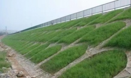哪类草种植在四川荒山可以更加漂亮?