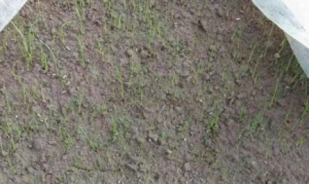 荒山绿化栽种哪种植物最适合?