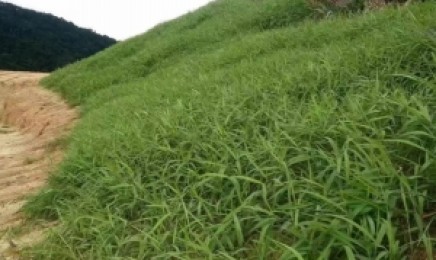 南方荒山上适合种什么样的灌木?