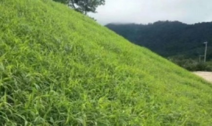 湖南荒山种哪种草成活率较高