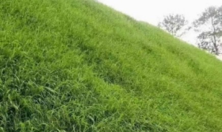 北方荒山上种植落叶灌木适合吗?