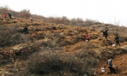 广东省绿化荒山种植哪种植物更好