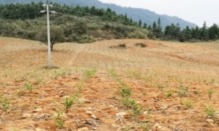 河南省荒山复绿喷播适合哪种草