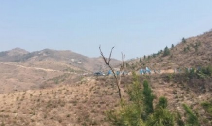 湖南省复绿荒山适合什么植物?