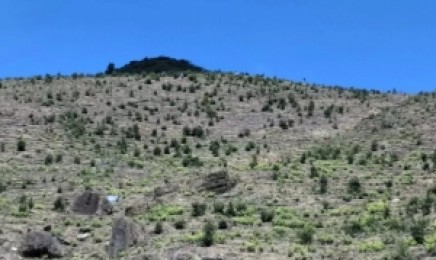 山西省荒山复绿种植什么