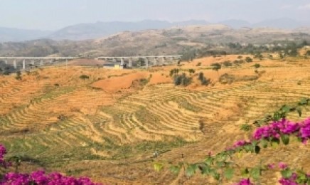云南省荒山复绿种植什么
