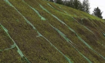 江苏省荒山绿化适合种植什么