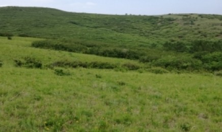 江苏省荒山复绿种植应选择什么植物