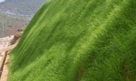 福建省荒山适合种植草吗?