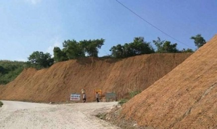 陕西省荒山复绿适合种植哪种树?