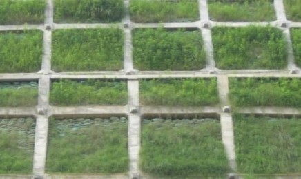陕西省荒山复绿种植如何养护
