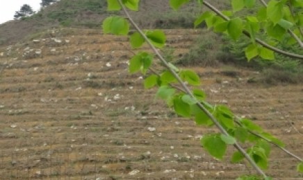海南省荒山复绿适合种植哪种树