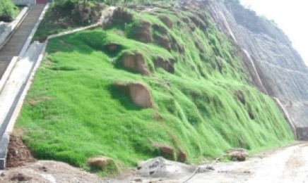 安徽省荒山复绿喷播适合哪种草