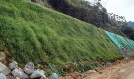哪种植物适合在黑龙江省绿化荒山种植