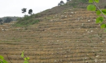 吉林省荒山绿化适合种植什么